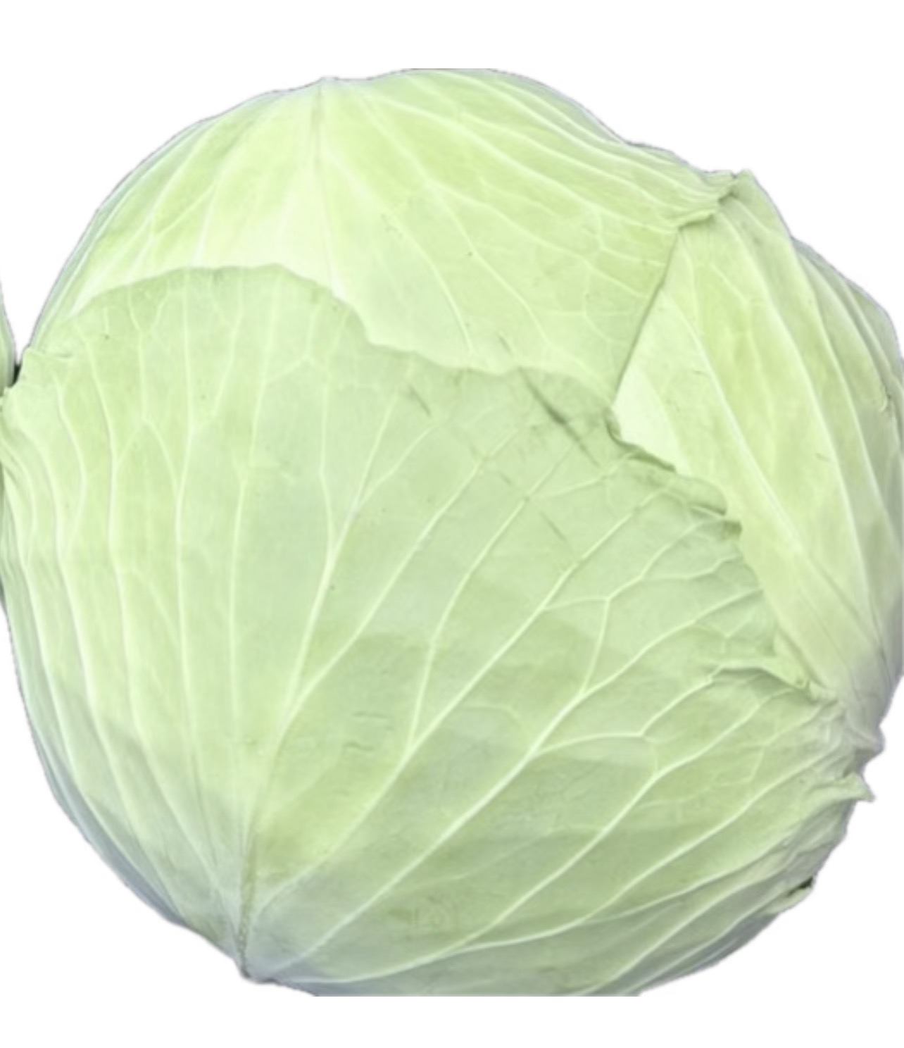 Lapos fejű friss káposzta 
