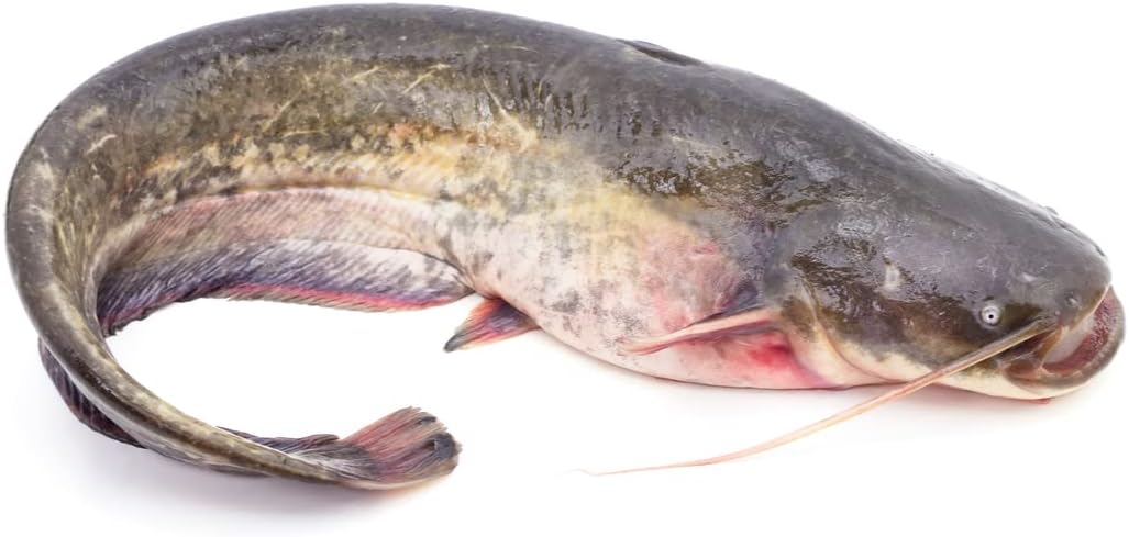 Fagyasztott Zsigerelt, tisztitott Egész Harcsa 