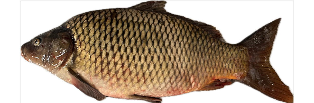 Egész Ponty hal fejjel - 0.8-1.5kg